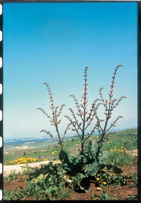 The model for the ancient menorah is found in species of salvia that grow wild all over the area from the Sinai Desert to the mountains of Lebanon.